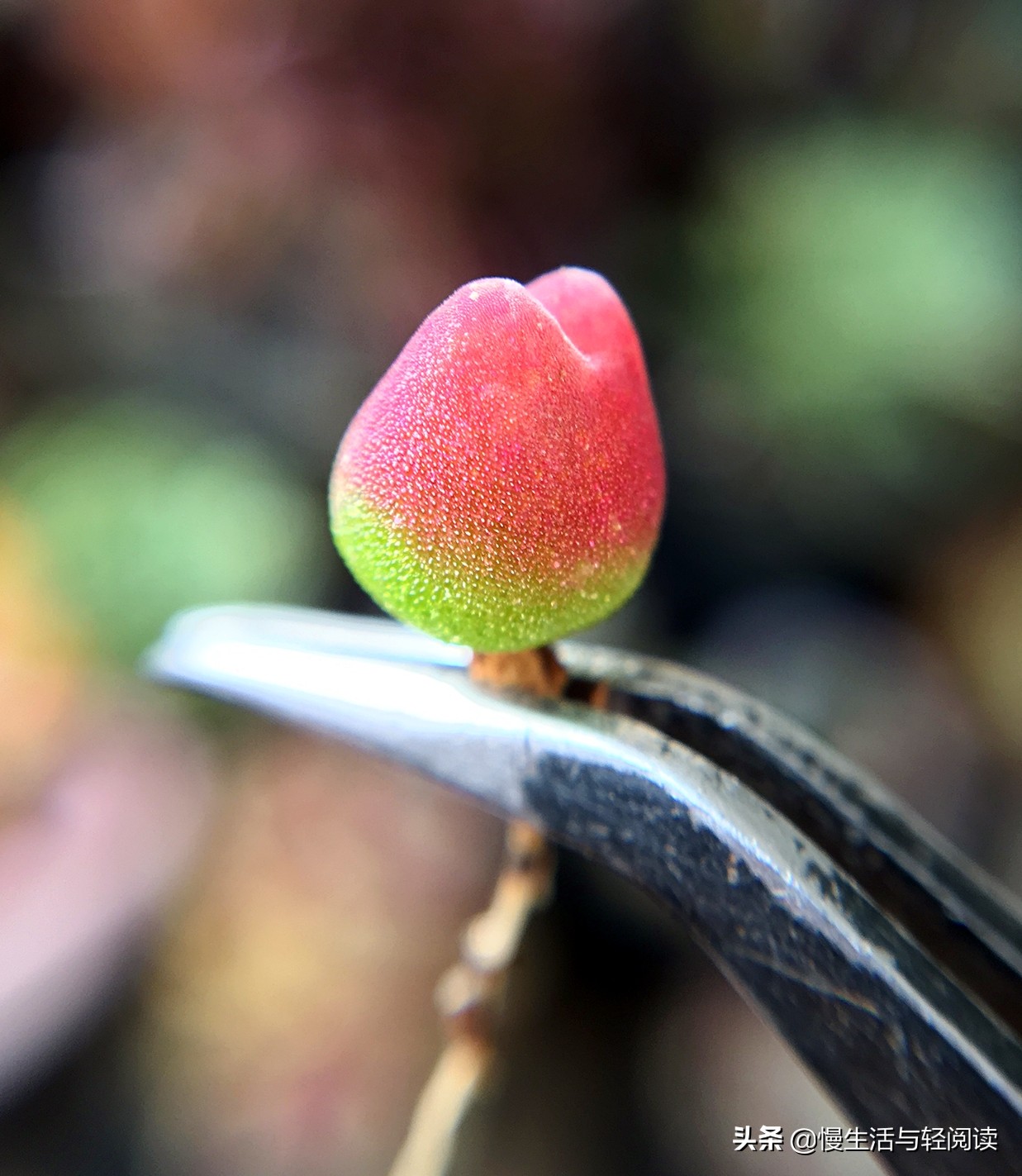 慢生活轻小说免费阅读,慢生活轻阅读