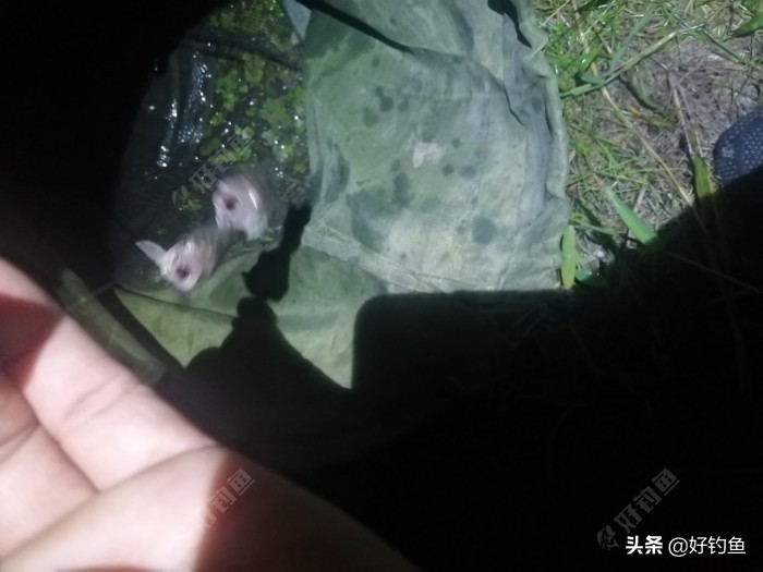 丁香红糖红枣酒,丁香酒钓鲫鱼真实效果