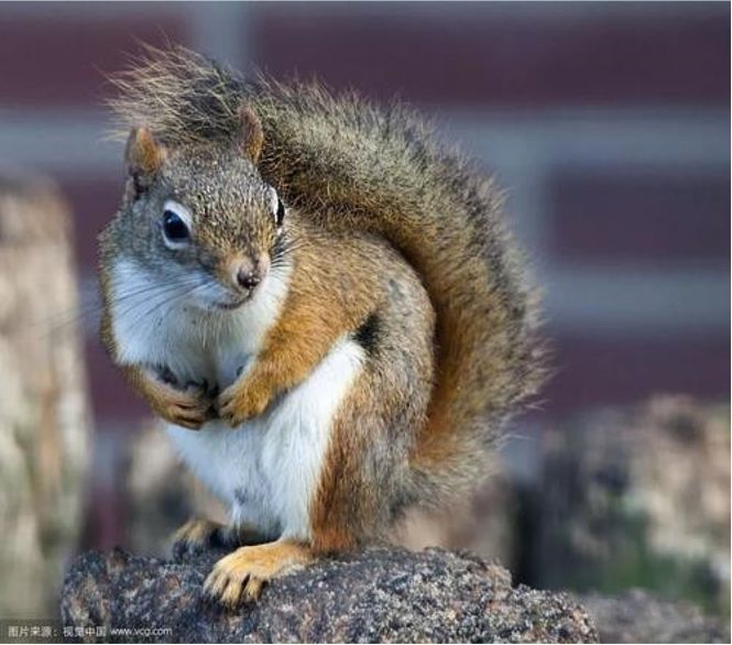 新春打卡重庆香水百合网红艺术节,坐小火车、玩玻璃滑道...