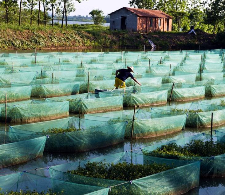 黄鳝如何养殖视频大全,黄鳝养殖的技巧和方法