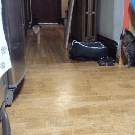 给猫剪指甲指甲劈开了有没有事了,给猫猫剪指甲失误