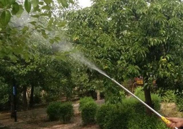 白蜡树怎样种植成活率高,白蜡树的全冠和半冠区别