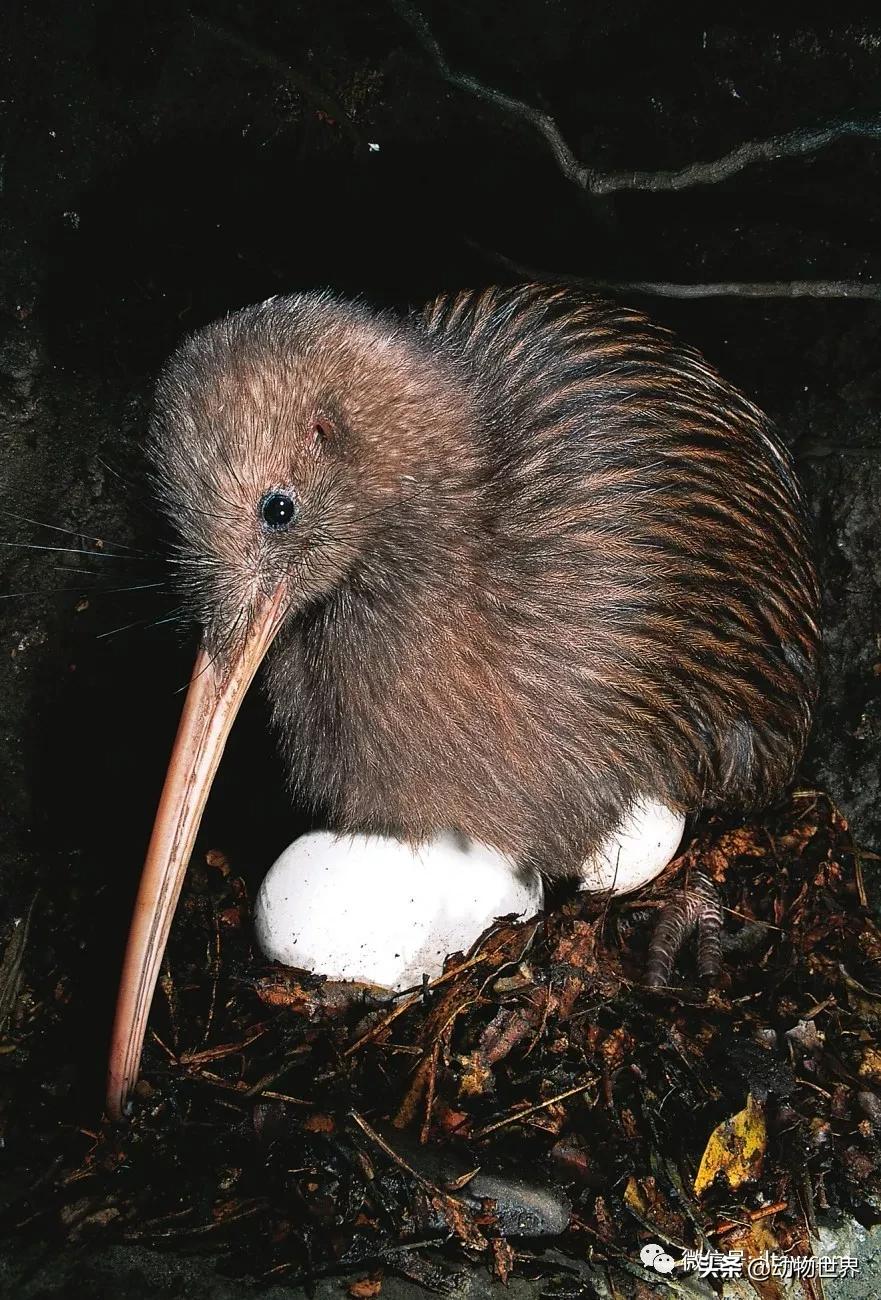 奇异鸟的样子,奇异鸟在哪里