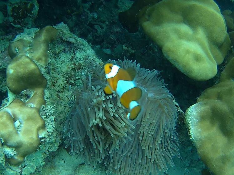 旅游去马尔代夫哪个岛好,没有时间去海边玩