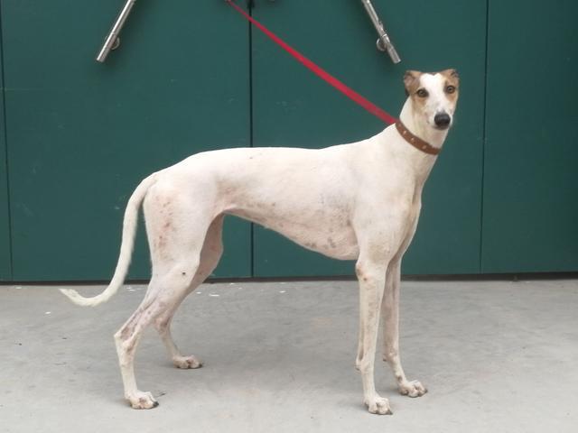 哪6种狗狗没有攻击性和不咬人,不爱狂吠的狗狗有哪些