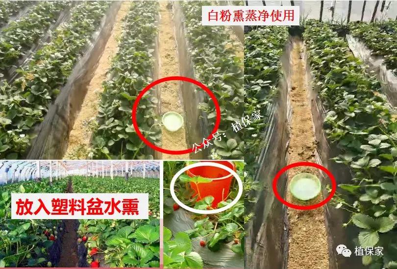 稻粒黑粉病防治药剂,治粉虱最好最快的方法