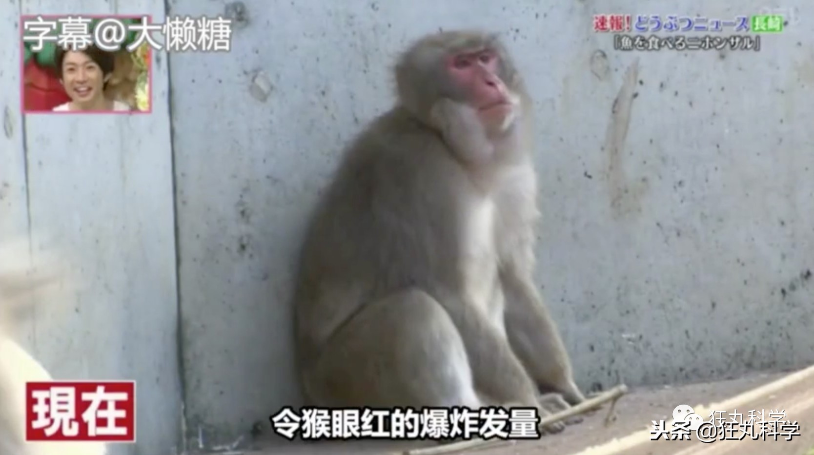 日本秃头猴子吃鱼10个月生发成功，脱发网友求购买链接