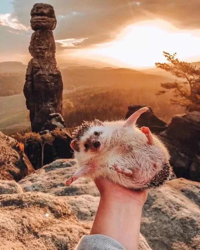 网红小刺猬——过成了你最想要的样子。