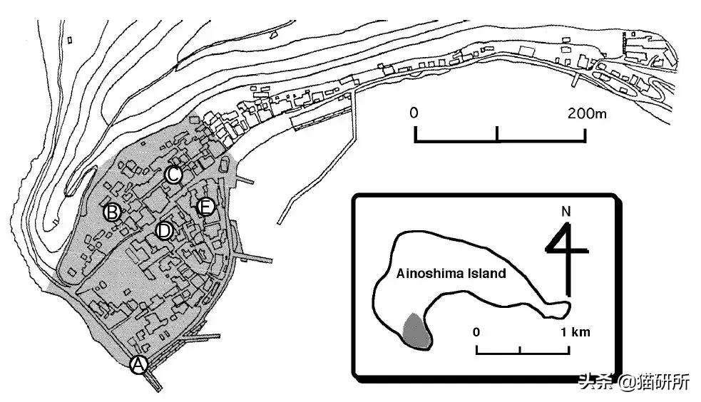 辟谣猫咪真的会记仇吗,有睾丸的猫咪是男猫还是女猫