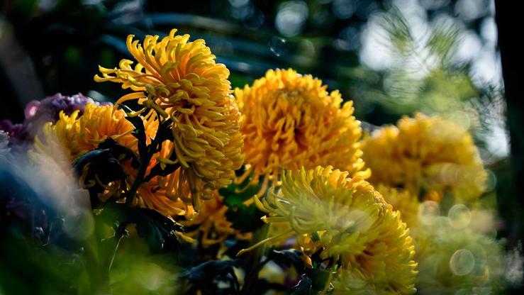 立冬的100首诗,凛冬将至北风呼啸