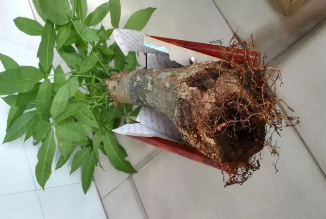 栀子花月季花叶子发黄有黑斑点,茉莉栀子花叶子发黄怎么办