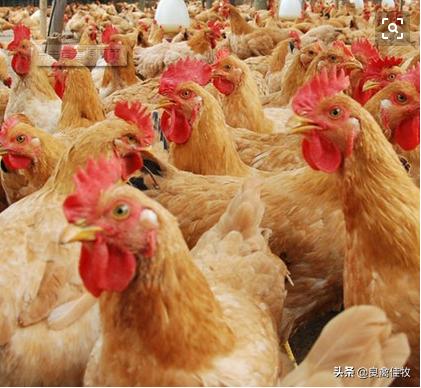 鸡传染性鼻炎的治疗方法,鸡鼻炎流眼泪怎么治疗