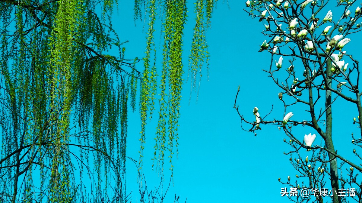 古诗《咏柳》原文、注释、译文赏析,附《跟康爸学古诗》朗诵视频