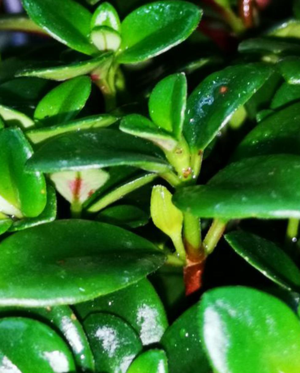 金鱼吊兰怎么养才开花图片,金鱼吊兰怎样养才开花图片