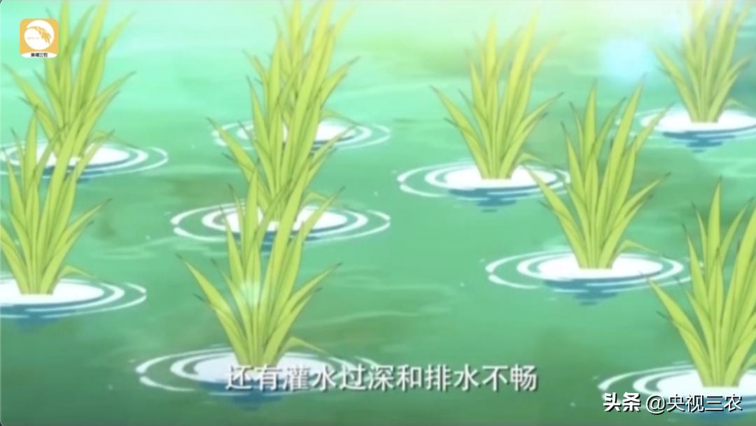 水稻倒伏怎么防止发芽,水稻可以用二甲四氯钠防止倒伏吗