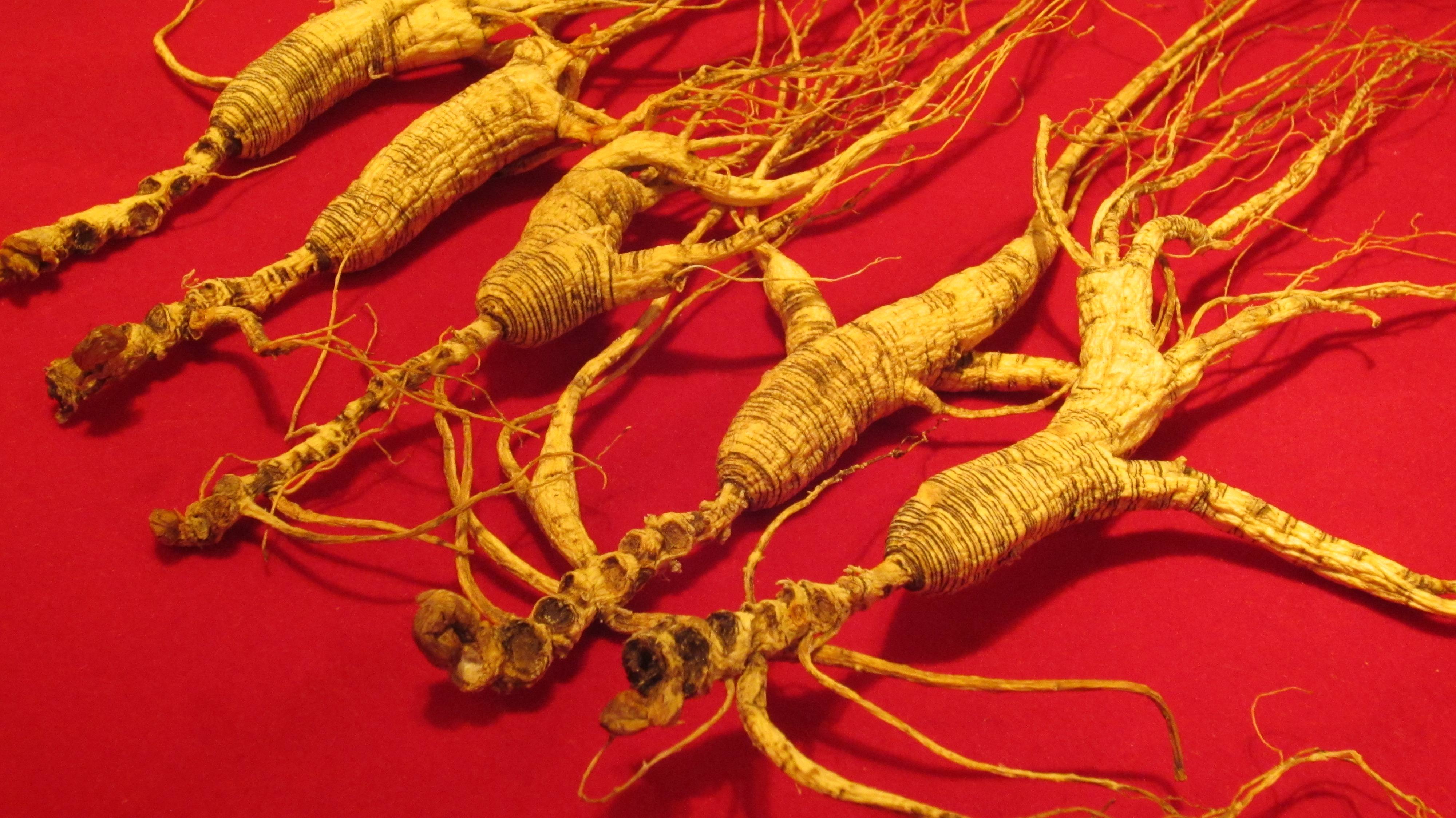 千年的人参修炼成精,神话千年人参成精