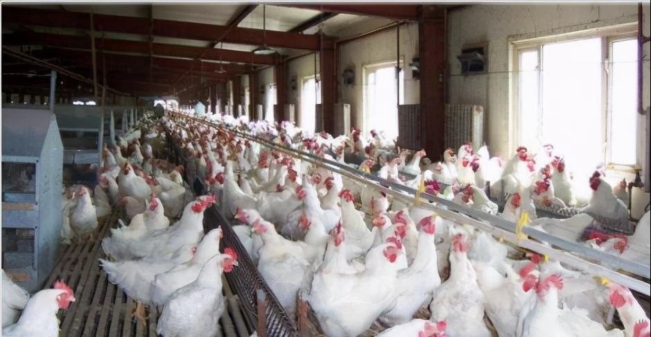 如何确认鸡舍温度与鸡的体感温度,想要养好鸡