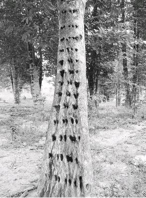 接触奇楠香时的个人感受