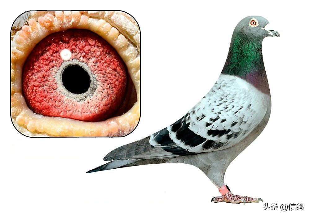 鸽子下雨怎么防治病害呢,雨季要注意鸽子的什么