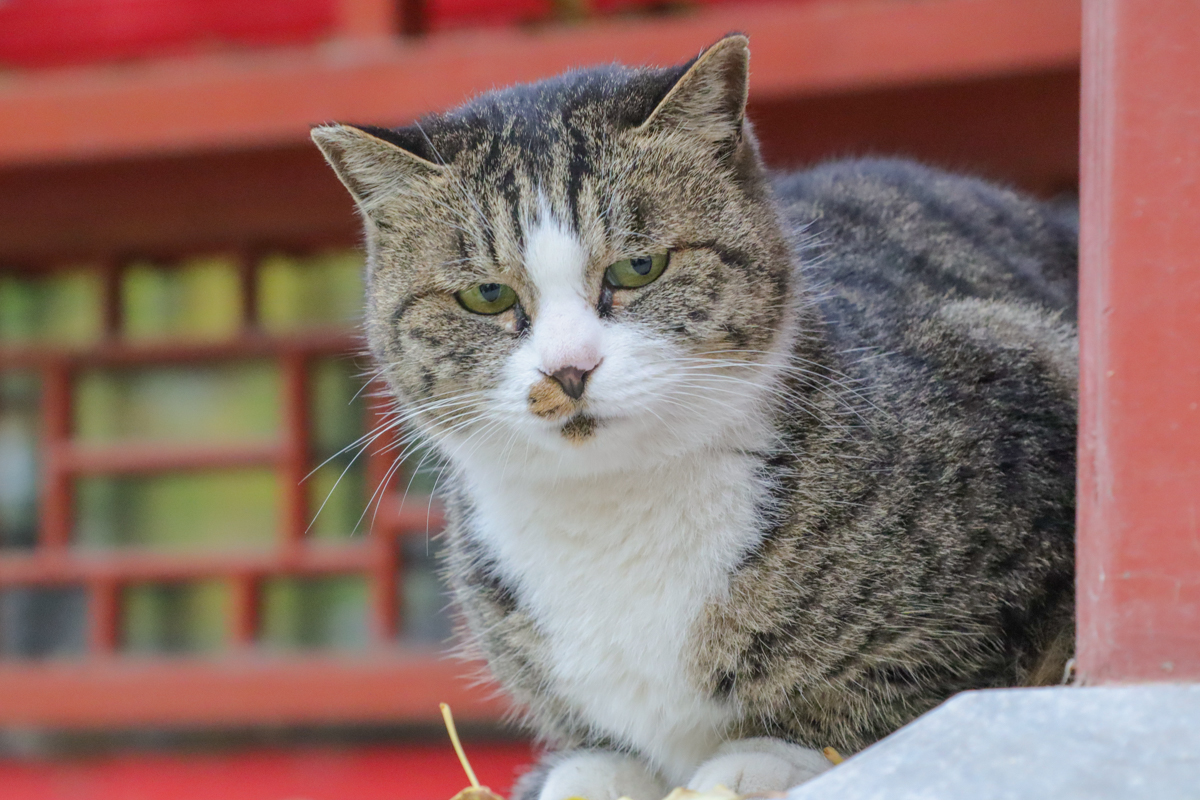 佳能eosm200测评,相机推荐入门佳能eosm200