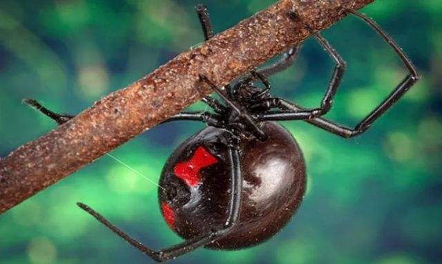 昆虫的情感世界并不逊色于人类,它们也有形形色色的求爱招数