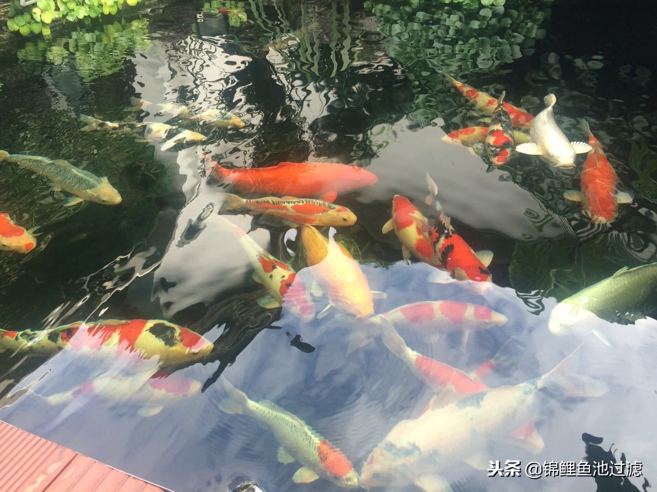 锦鲤鱼生病了身上起白霜,锦鲤鱼生病了吃什么药