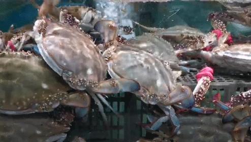 别“吃瓜”，吃海鲜！吃货们做好“时间管理”，封海将至！