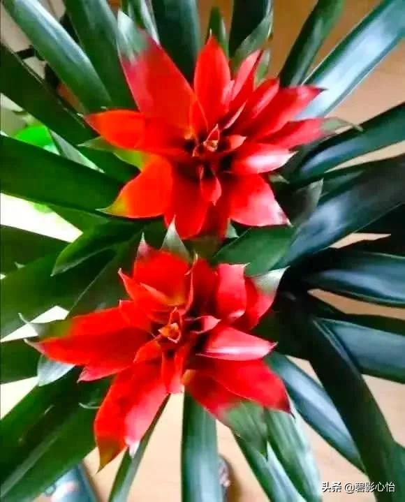 鸿运当头出小芽是不是花要开败了,鸿运当头花败了怎么浇水