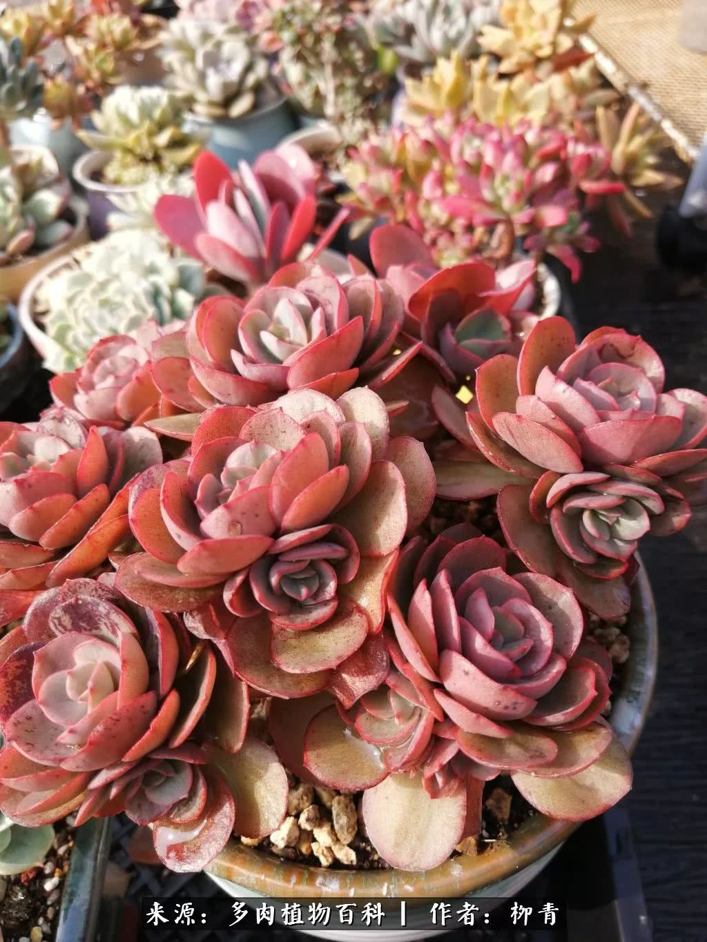 从入卡坑一个月到入卡坑三年,从入坑到现在所有品种开花图