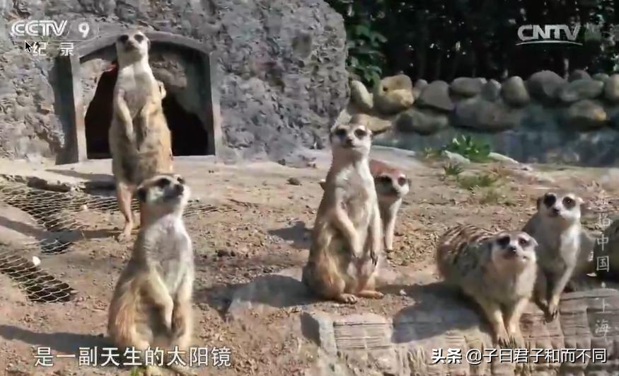 上海魔都最震撼视频,魔都最震撼的航拍