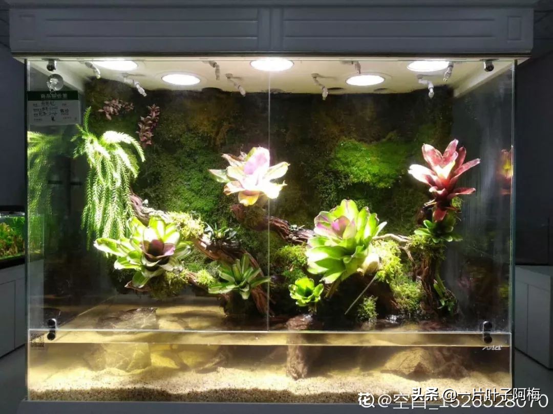 鱼缸不一定只能养鱼，养不活的花丢鱼缸里，沾水立马就疯长