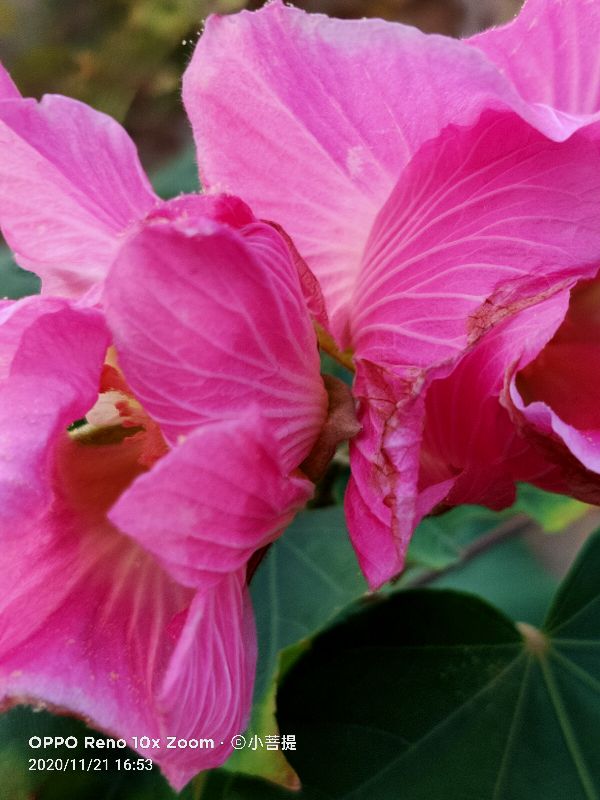 这种花通常用来比作美丽的女子,有人拿来做药,还有人当野菜吃