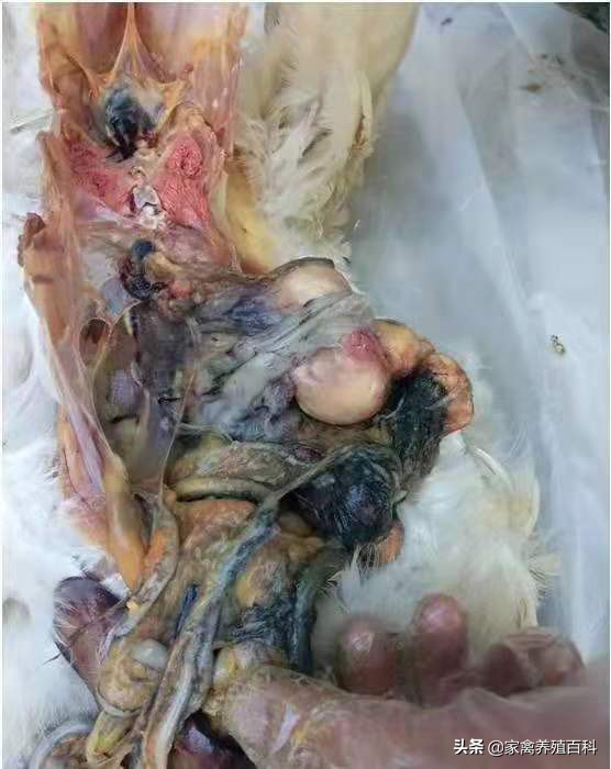 蛋鸡易发病的诊治,蛋鸡霉菌的种类