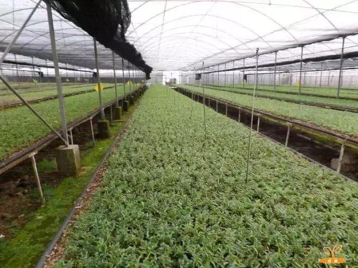 南方大棚种植什么药材最赚钱,药材种植什么最赚钱找制药厂合作