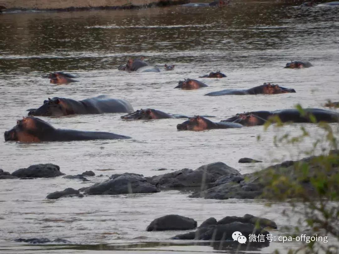 这个野奢的国度，欧美、日韩人都爱去，为何我们国家没人去？