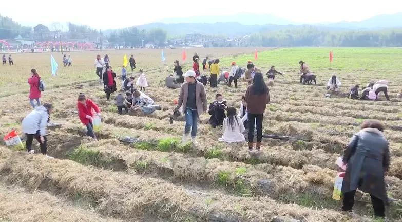 丰收土豆节,丰收节土豆