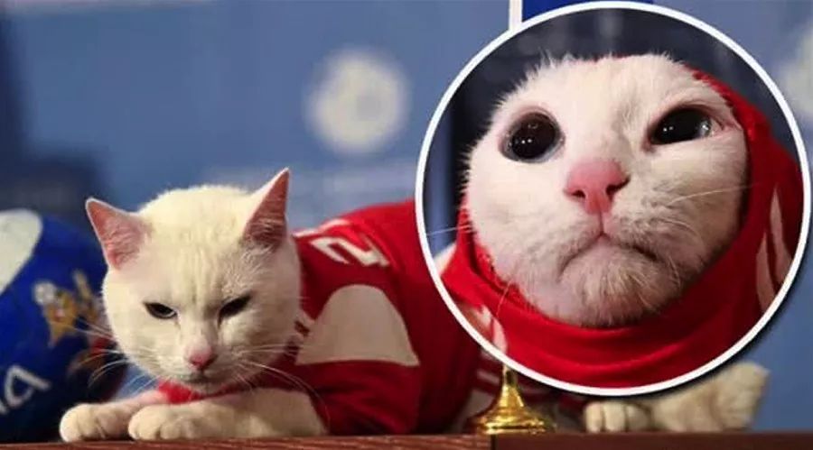 争当懂球帝，动物“神棍”C位出道