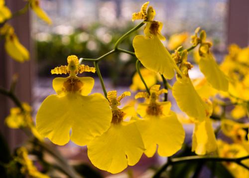 花艺插花常见花名有哪些,鲜花插花的技巧有哪些