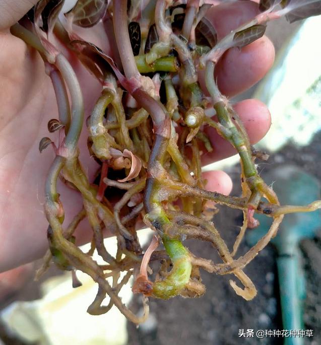 金线莲一棵怎么种,金线莲的种植一组种苗多少钱