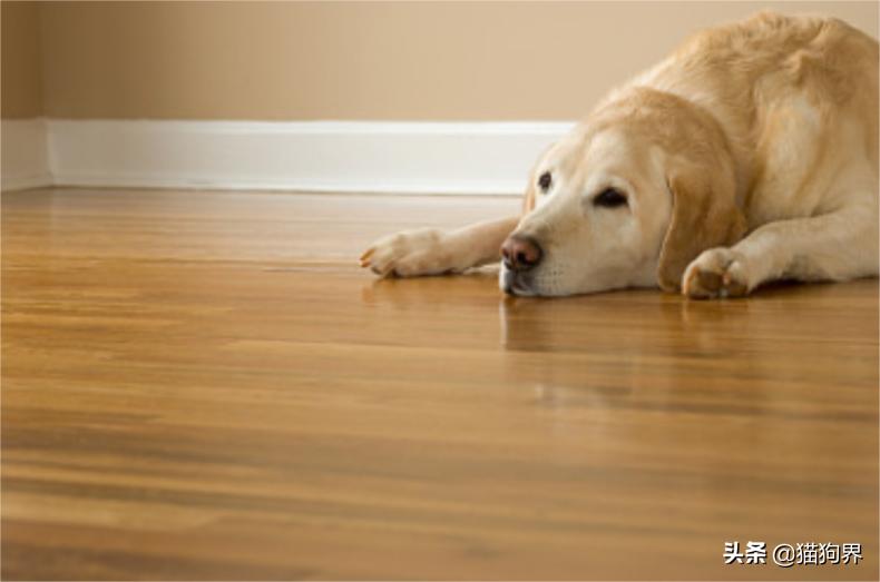 狗狗病了怎么预防传染别的狗狗,狗狗疾病防治常用药