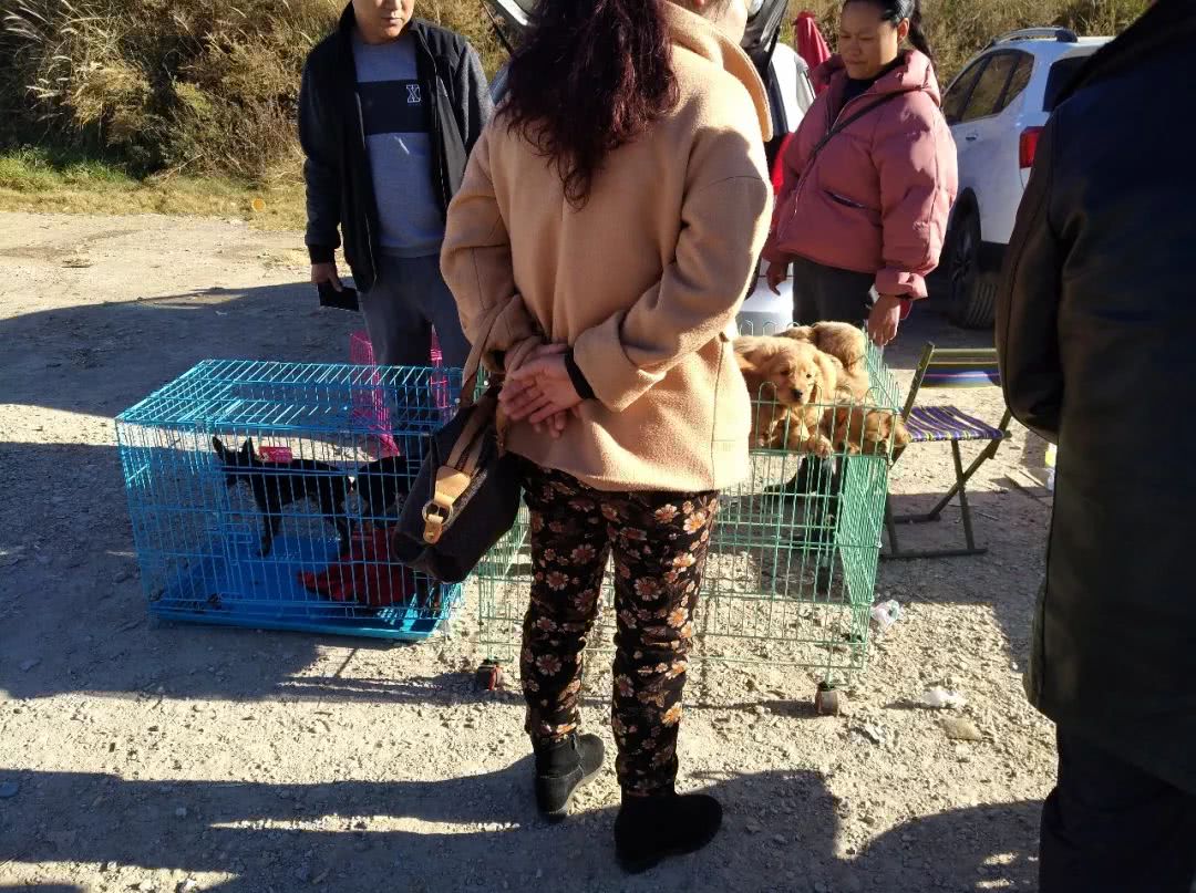 出售幼犬金毛便宜200元一只,狗贩子400块钱能买到什么金毛