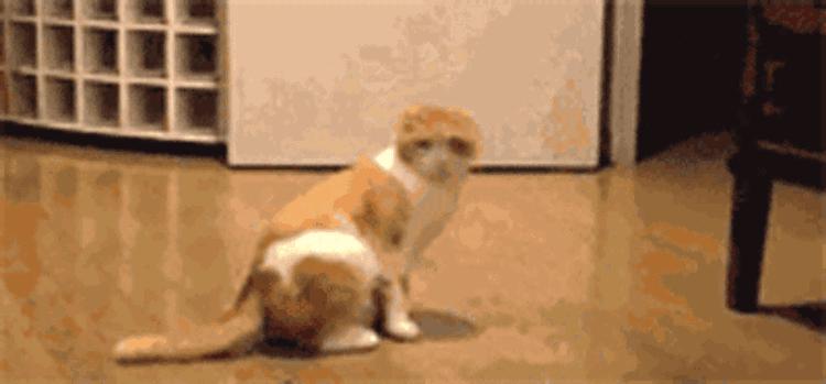 正确的猫式伸展,猫伸展式适合什么人练