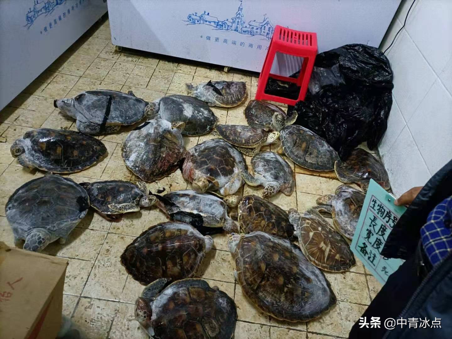 徐州一“黑老大”的宠物牵出600只海龟大案,检察官逐只追回,全国30城市联动,送海龟回家