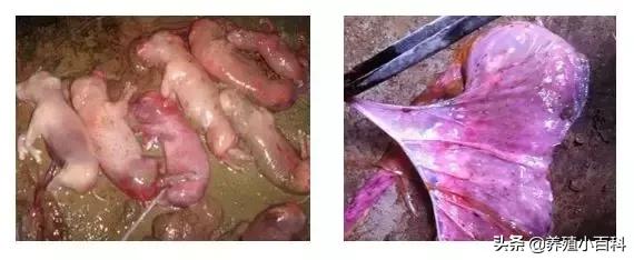 仔猪吃奶拉稀母猪怎么治疗,母猪流行性腹泻生的小猪怎么办