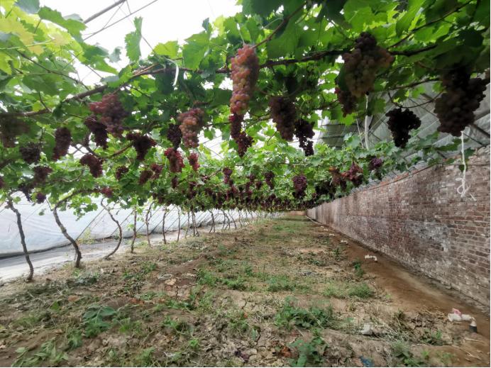 静海端午,静海夏季水果