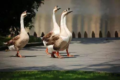 元旦去哪里玩视频,元旦适合去哪玩