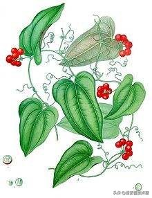 野生菝葜金刚刺,菝葜种植