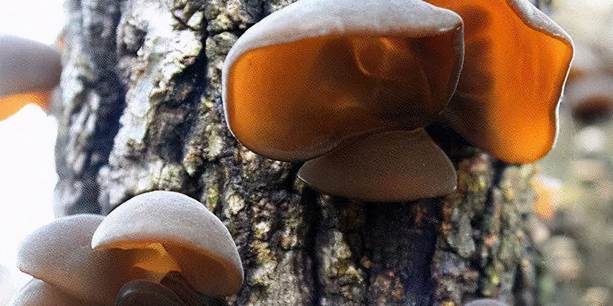 子宫肌瘤不开刀的最佳方法,子宫肌瘤不想手术想用中药来治疗