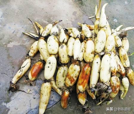 藕蛙共生养殖技术,莲藕青蛙泥鳅立体养殖技术