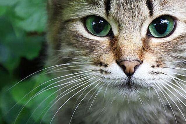 猫咪胡须向下就是代表在忍痛吗,猫咪的胡须不齐